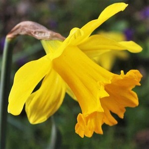 king alfred daffodils ice king image is loading 20xkingalfreddaffodilbulbsstunningflowers 20 king alfred daffodil bulbsstunning flowers beautiful spring king alfred daffodils ice king image is loading 20xkingalfreddaffodilbulbsstunningflowers 20 king alfred daffodil bulbsstunning flowers beautiful spring