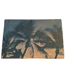 Postcard Florida Palm Trees Chrome Posted