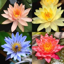 4 Pack Live Hardy Water Lilies Pre-Grown Tuber Rhizome Blue, Yellow, Red, Orange