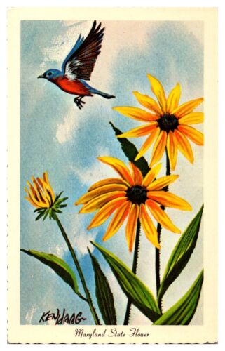 Postcard Black-Eyed Susan Maryland State Flower Unposted Pequot Lakes Minn - Afbeelding 1 van 2