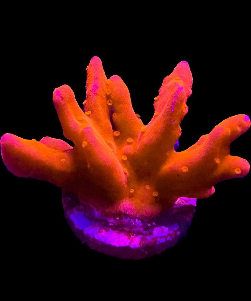 CORAL AQUA CULT Live Coral Montipora Setosa 1/2"+