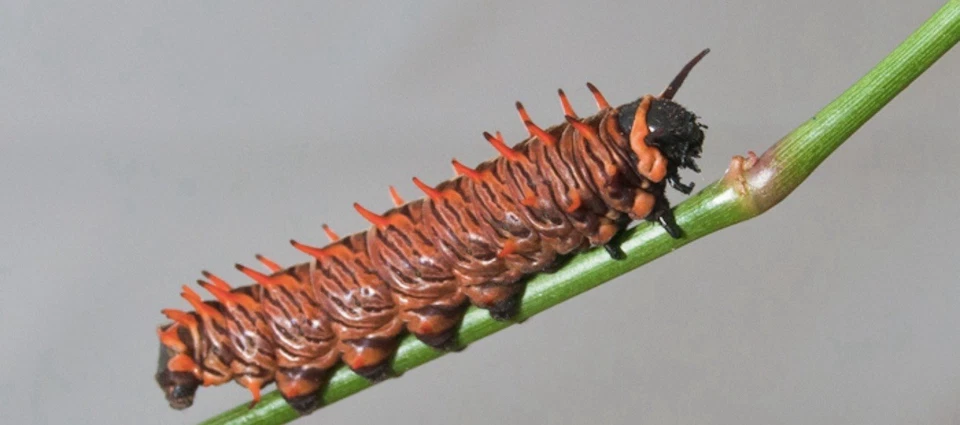 Battus: Pipevine Swallowtail, Battus Polydamas, Zetides Swallowtail, HUEVOS Foto 4 de 4