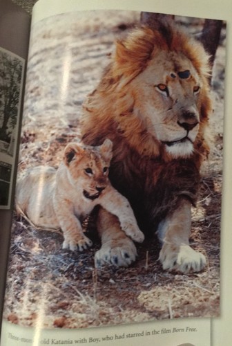 A Lion Called Christian 2009 John Rendall Anthony Bourke Hardcover Very Rare - Picture 8 of 12