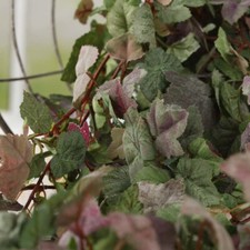 Set of 4 Flocked Artificial 40" Ivy Vine Floral Bushes