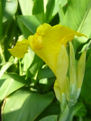 5 Stunning Yellow Flower with Red Speckles Cannaceae-Canna Lily