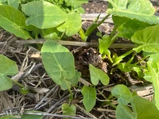 3 Live Plant Bare Root Bac Ha Doc Mung Thai Elephant Ear Vietnamese Taro Plant