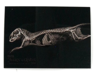 2024 Topps Allen & Ginter - X-ray'd #XR-14 Dwarf Mongoose Oregon Zoo Baseball