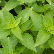 Mrs. Burns Lemon Basil Seeds 300+ Citrus Herb Ocimum Basilicum USA FREE SHIPPING