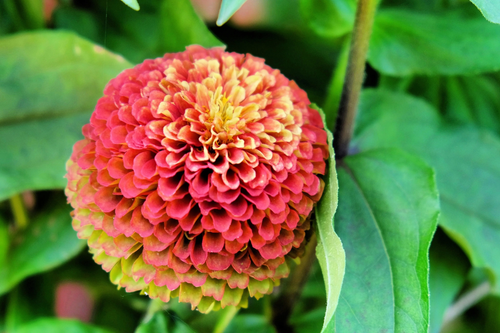 20 Organic QUEENY LIME MIX ZINNIA Elegans Mixed Colors Red Orange Yellow Pink Gr - 第 19/19 張圖片