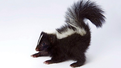 skunk scent - liquid stink spray bottle - classic funny ass gag