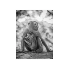 Print Art Picture Poster Monkey Baby Animal Photography Home Decor Black White
