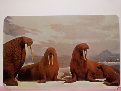 Denver CO Walrus Exhibit museum of natural history 