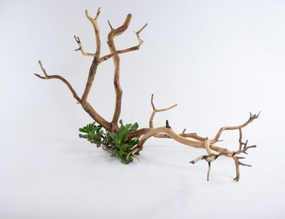 Manzanita Aquarium Driftwood Branch Aquascape, Reptiles, Home Décor 2pc Set