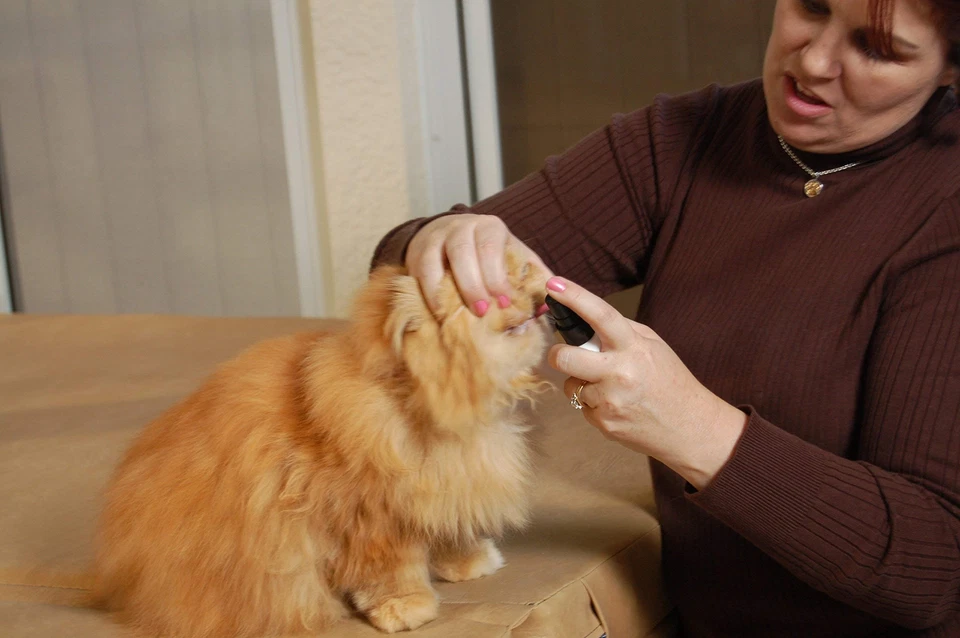 Spray dental para mascotas, control de placa y sarro para perros y gatos Foto 3 de 4