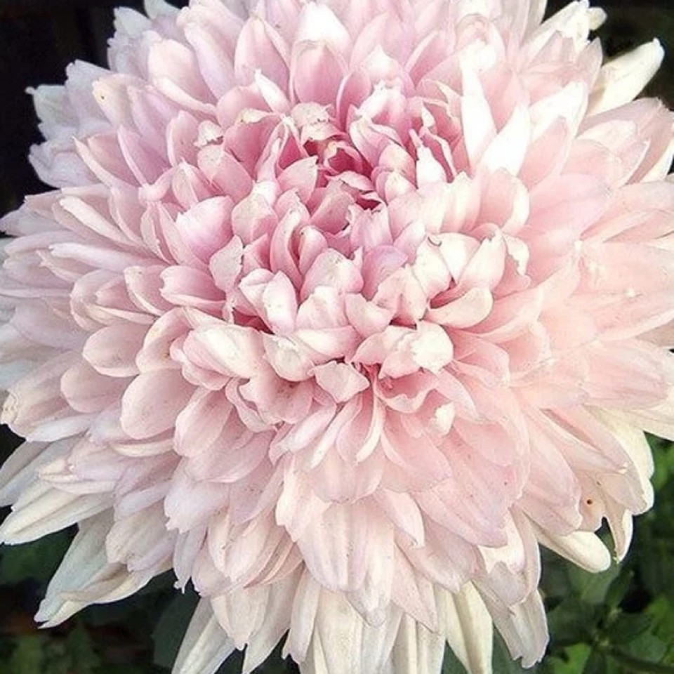 CHUXAY GARDEN Pink Chrysanthemum Morifolium Flower 200 Seeds Stunning