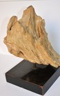 Rare Petrified BRISTLE CONE PINE mounted on the stand. — photo 3