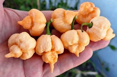 PRODUZIONE PROPRIA 15 CAROLINA REAPER CREAM chili seeds (+ free every 5 purchases)