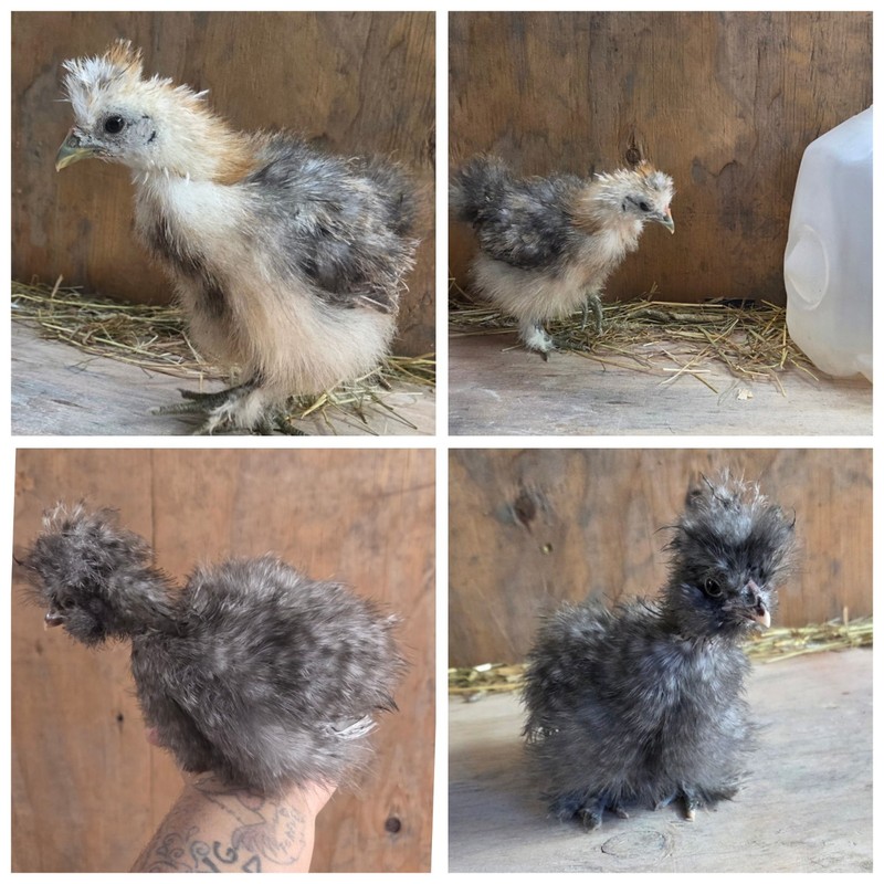 8+ Purebred  Micro bantam Silkie Hatching Eggs! 