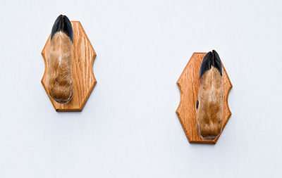 Whitetail Taxidermy Deer Hoof Gun Rack on Oak Plaques Gunrack