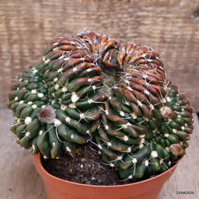 D3842 NOTOCACTUS UEBELMANNIANUS CRESTED 15 YEARS OLD pot12-H11-W16 cm MaMa Cactu