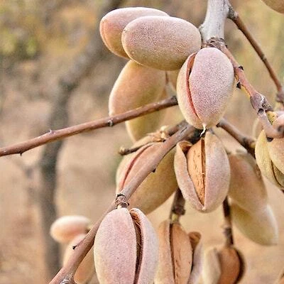 (23,90 EUR/kg) 1kg Almendras BIO Enteras, Semillas de Almendras Peladas con Piel de España - Imagen 4 de 4