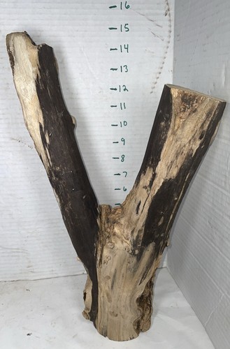 Driftwood Taxidermy Beach Lake Mountain House Wedding Reception