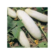 25 SEEDS - cucumber, WHITE WONDER, heirloom GroCo USA - BUY ANY 15-SHIPS FREE