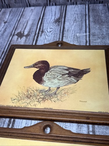 Anatre vintage arte da parete pannelli di legno WaterFowl Mallard pintail tela retro litografia - Foto 2 di 6