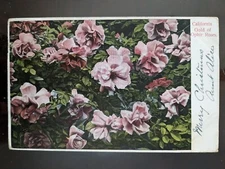 California Gold of Ophir Roses - 1905, Rough Edges