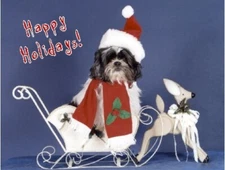 Pet Christmas Cards:Dog Shih Tzu Sleigh #2
