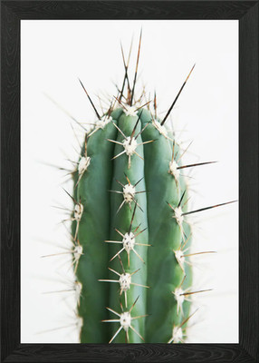 Kaktus 1 gerahmtes Wandbild Poster Leinwanddruck Bild