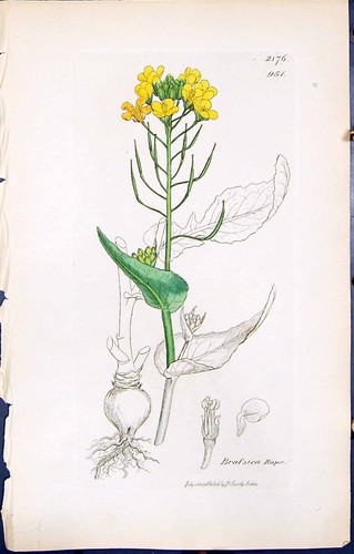 Antique Print Brassica Rapa British Plants Botany 1847 Sowerby Smith Colour