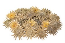 Multileg Girasol Estrella de Mar Concha de Mar Boda Playa Real Artesanía 2-3" (50 piezas) #JC-52