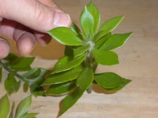 Pereskiopsis spathulata PERES GRAFTING CACTUS - 3 pieces healthy unrooted cactus