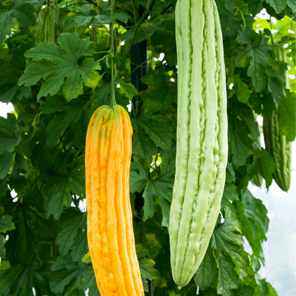 BITTER Melon Seeds Bitter Cucumber Cucumis Amara 10/40/200 Pcs Fresh