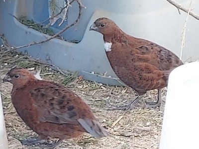 12 Tennessee Red Bobwhite Quail Fertile Hatching Eggs