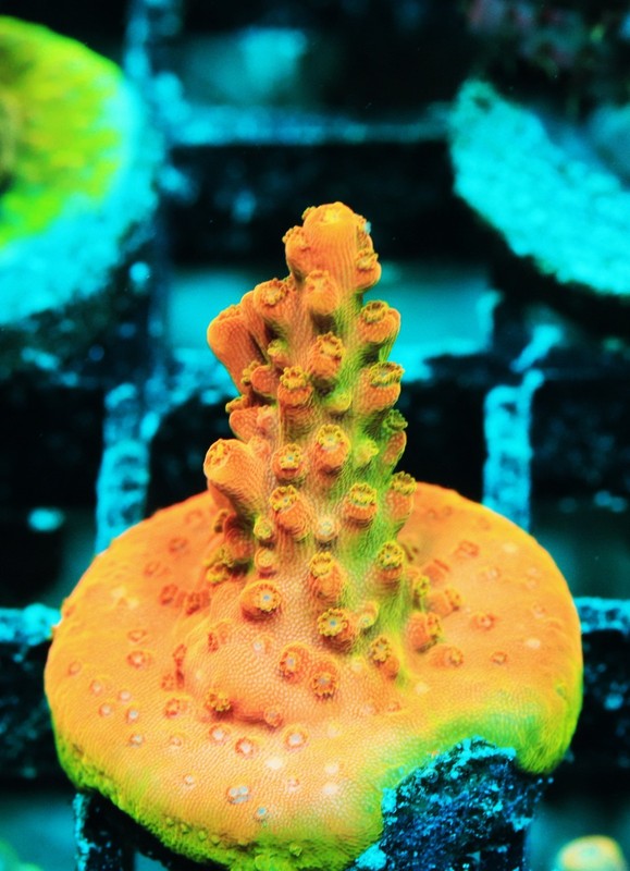 GC Orange Creamsicle Acropora Frag Zoanthids Zoa Paly SPS LPS Corals, WYSIWYG
