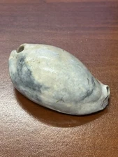 Fossilized Extinct COWRIE Shell From Central Florida, Pliocene Era. 