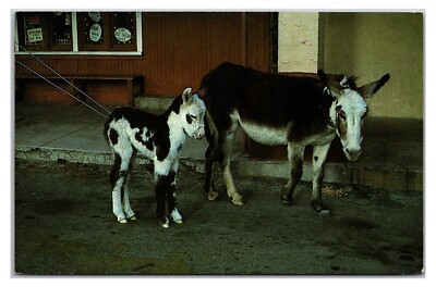 Vintage 1970s - Burrows In The Street - Oatman, Arizona Postcard (UnPosted)