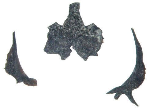 Colección Pérmico Doleserpeton Microsaur Anfibio Mandíbula y Extremidad Richards Spur #2 - Imagen 6 de 11