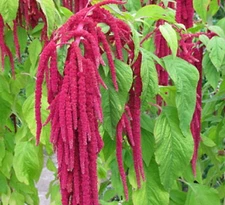 AMARANTH Love-Lies-Bleeding Flower Seeds Amaranthus caudatus, 