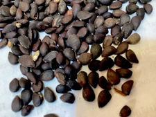 Callery Pear Tree Seeds (PYRUS CALLERYANA)