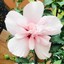 flo.sfabulousfinds