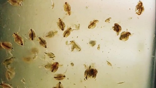 60k Moina Macrocopa Eggs – High Protein Live Food For Betta, Killifish, Guppy – Thailand
