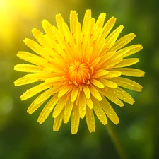 DANDELION 100+ SEEDS 🌼 EDIBLE GREENS | NON-GMO PERENNIAL HERB | FREE SHIPPING