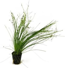   BUY2 GET1 FREE Hairgrass Eleocharis Vivipara In 2" Pot Live Aquatic Plants