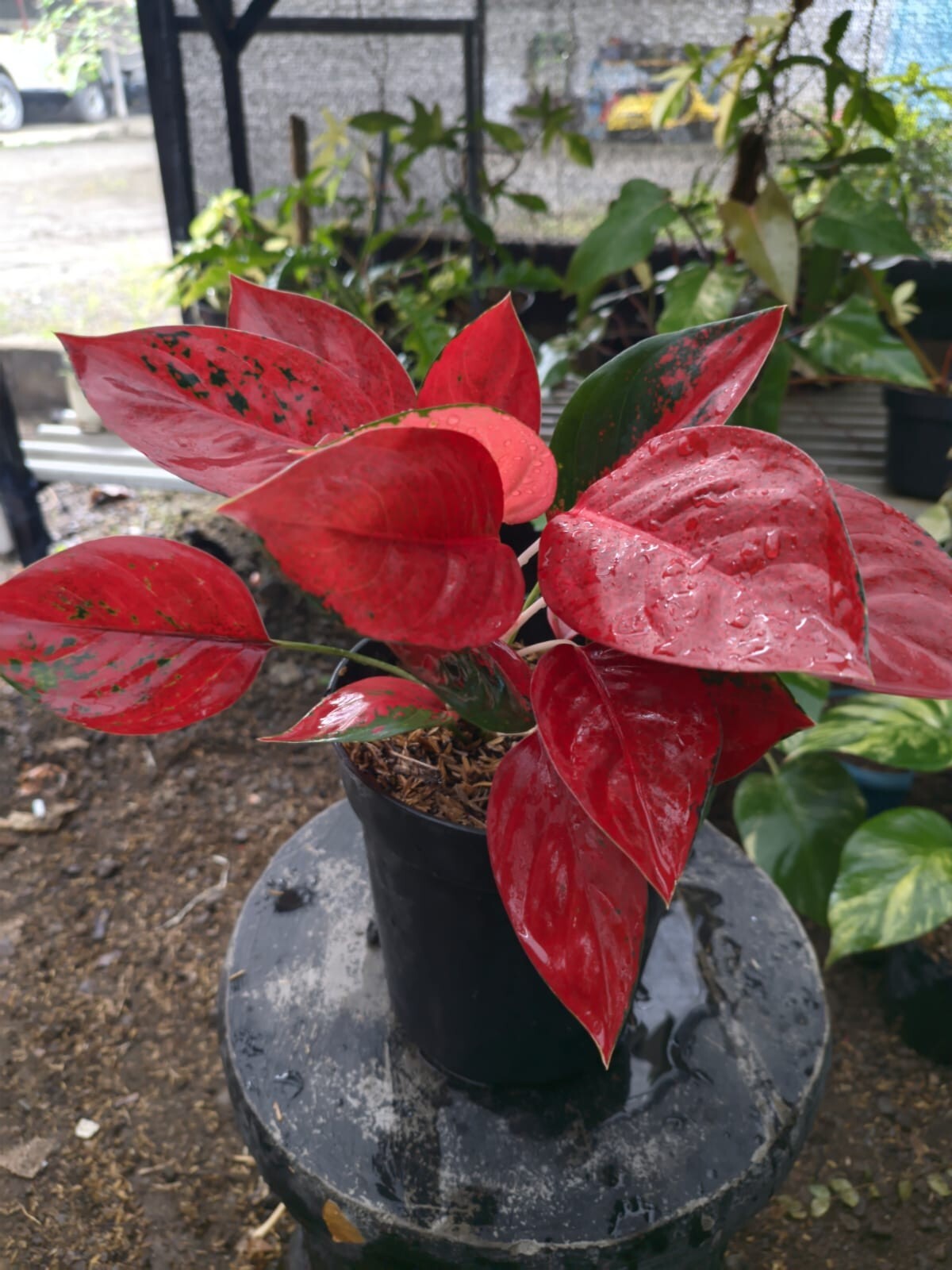 best pots for monstera deliciosa Monstera Deliciosa with Large Metal Self Watering Pot