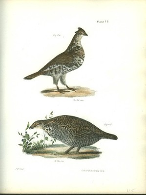 J W Hill hand-colored print 1844 Common Partridge & Pinnated Grouse