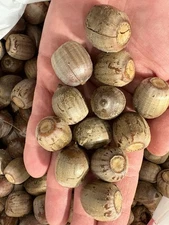 10lbs + 2lbs Free Northern Red Oak Quercus rubra Acorns 🇺🇸🦌🦃🐿️🌱🌳🇺🇸