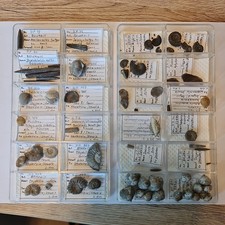 Konvolut Fossiliensammlung | Schweiz, Kandern Schwarzwald, etc. | alte Sammlung